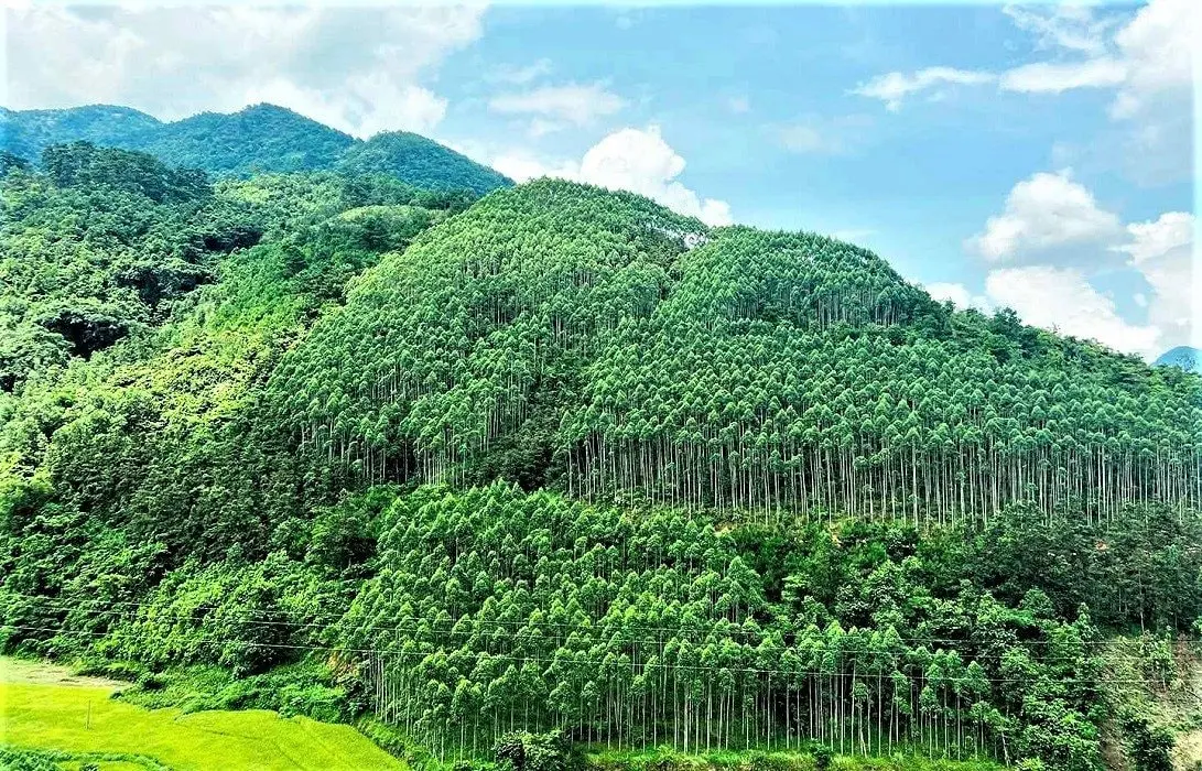 Hải Phòng Tăng Tốc Phục Hồi Rừng, Hướng Tới Tham Gia Thị Trường Tín Chỉ Các-bon